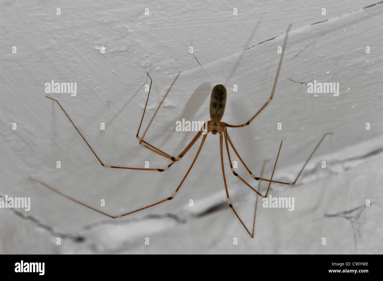 Bodega spider / daddy longlegs (Pholcus phalangioides) en casa, Bélgica Foto de stock