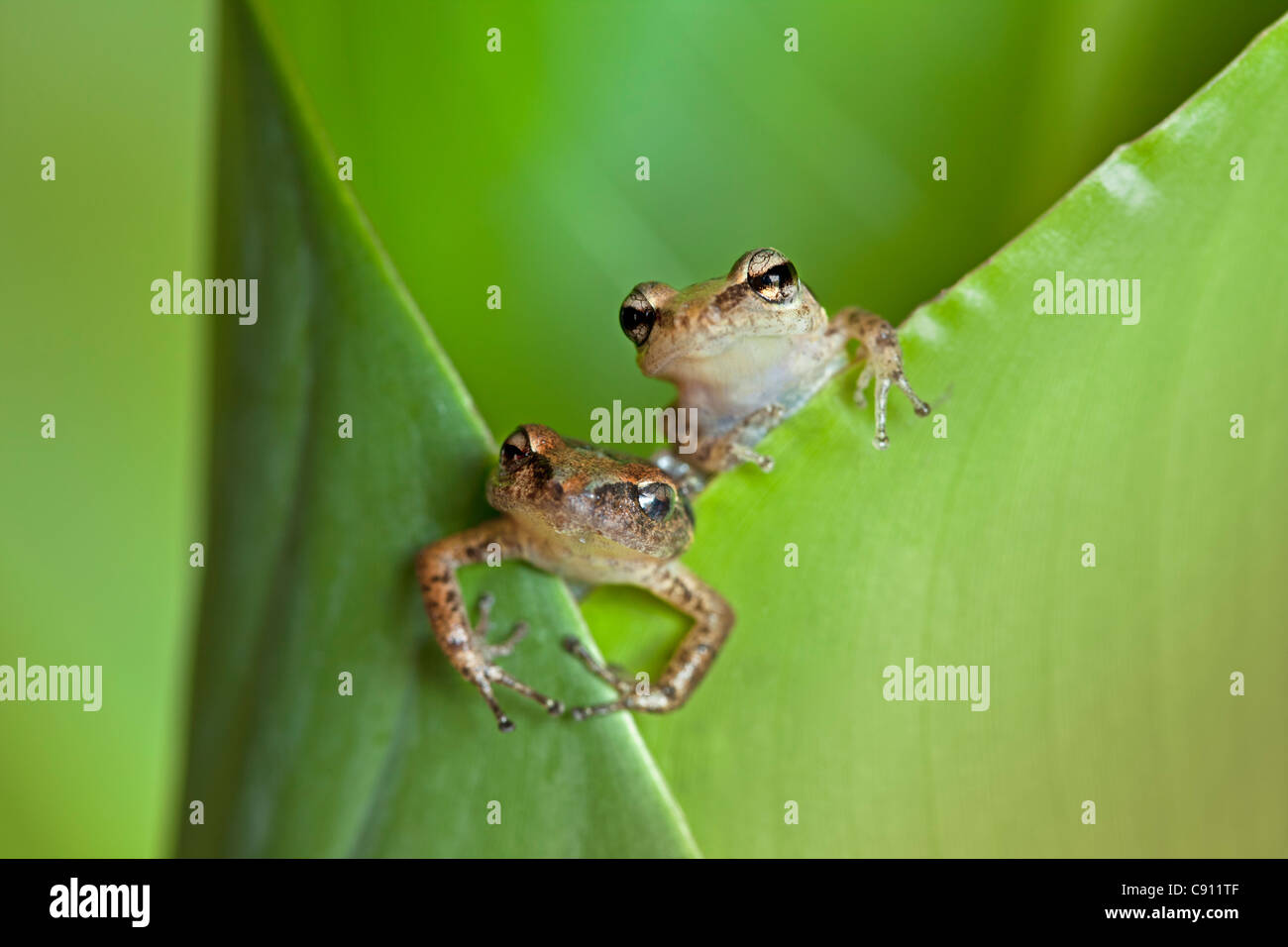 Países Bajos, Windwardside, Isla de Saba, Caribe Holandés. Silbido Tree Frog ( Eleutherodactylus johnstonei ) Heliconia planta. Foto de stock