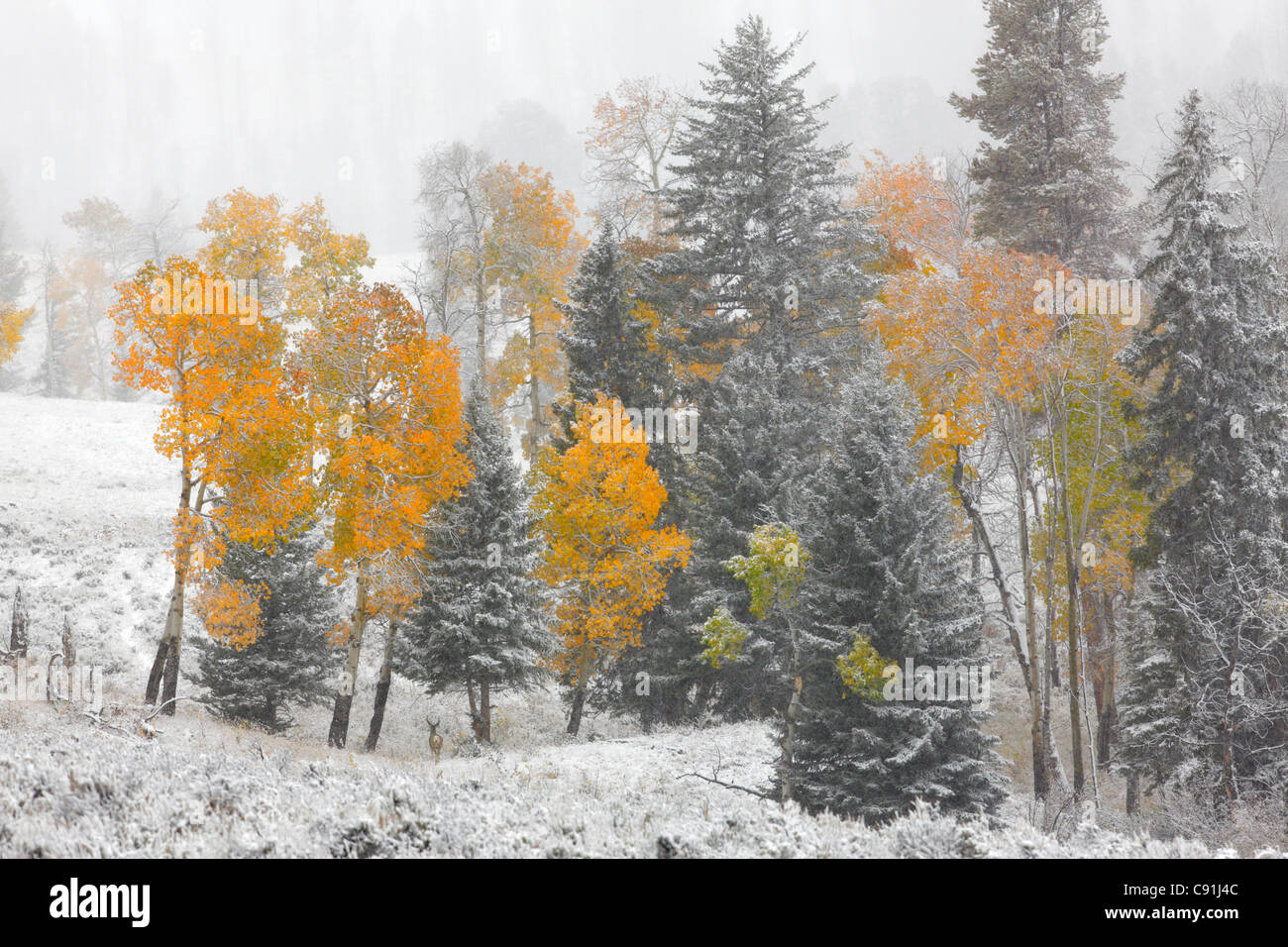 Color otoño álamos y nieve reciente, el Parque Nacional de Yellowstone. Foto de stock