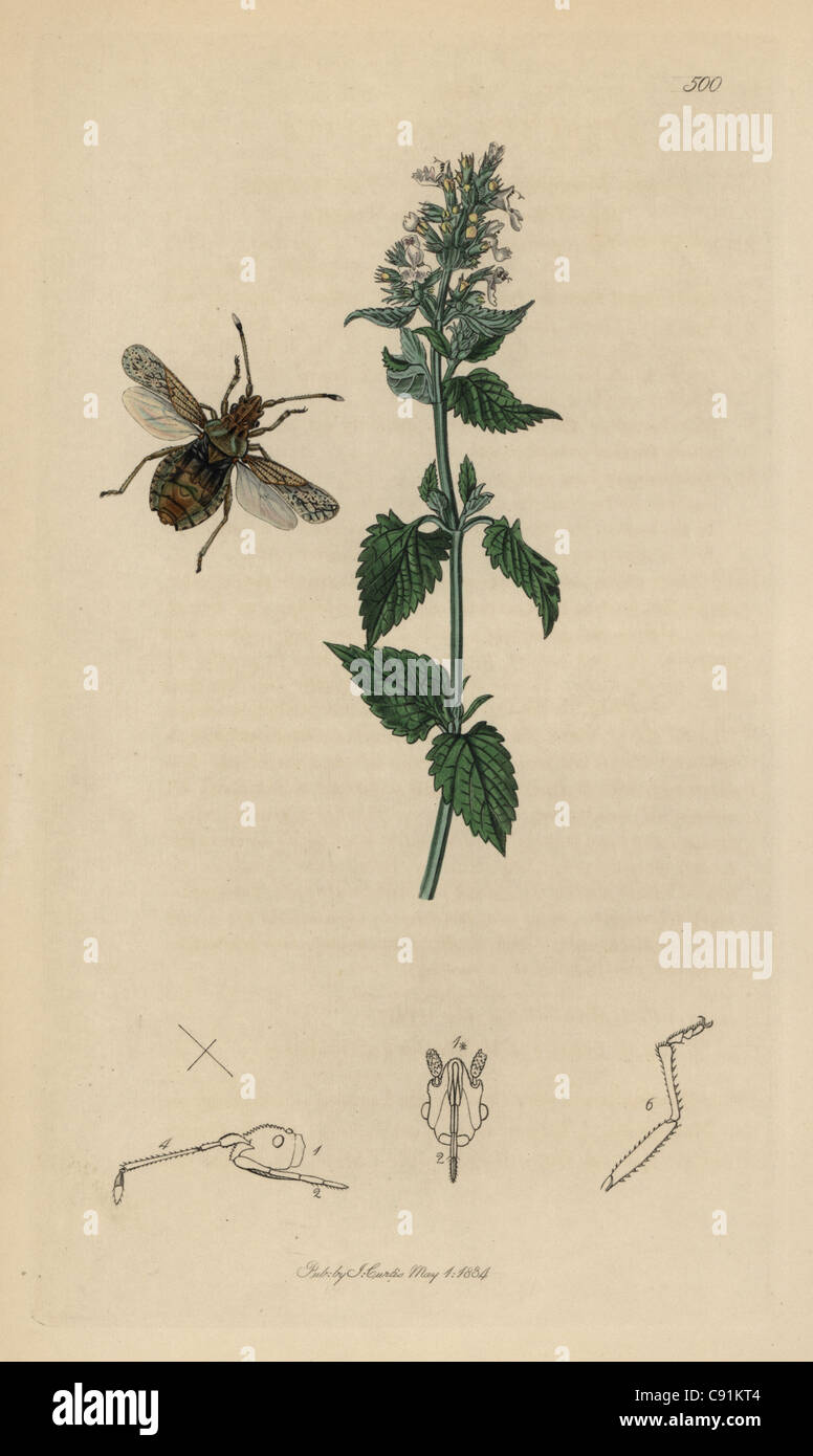 Literatus Arenocoris fallenii Atractus, Letras, Coreus squash bug Foto de stock