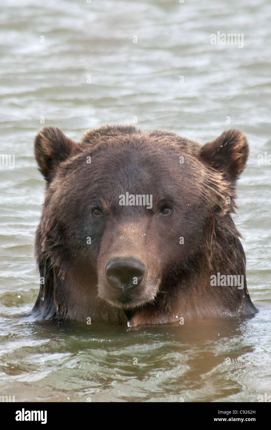 Cerca de un oso pardo en un estanque en el Centro de Conservación de la vida silvestre de Alaska, Southcentral Alaska, verano. Cautiva Foto de stock