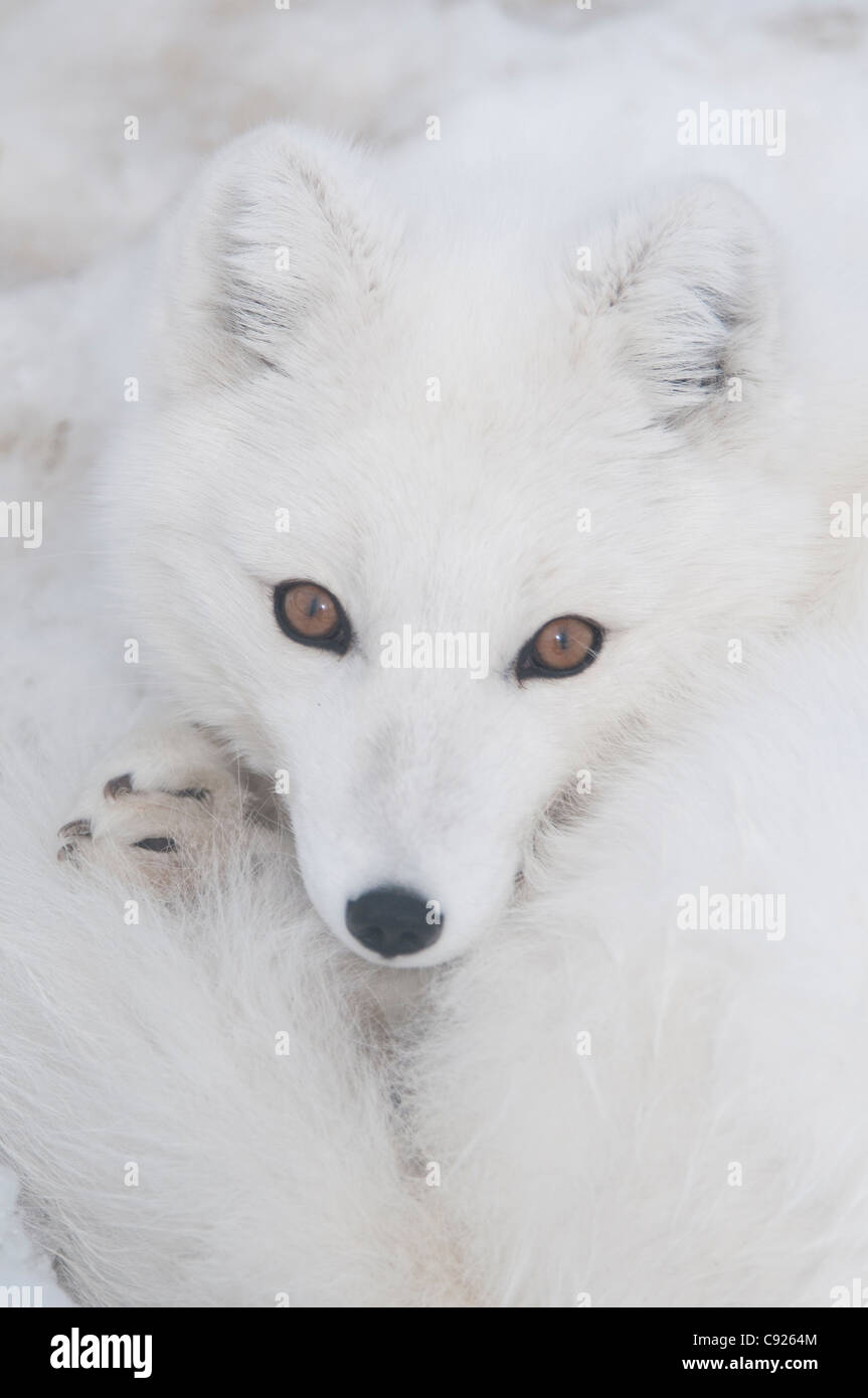 Cautivo: Cerca de un zorro ártico en fase blanca, Yukon Wildlife Preserve, Territorio de Yukon, Canadá Foto de stock