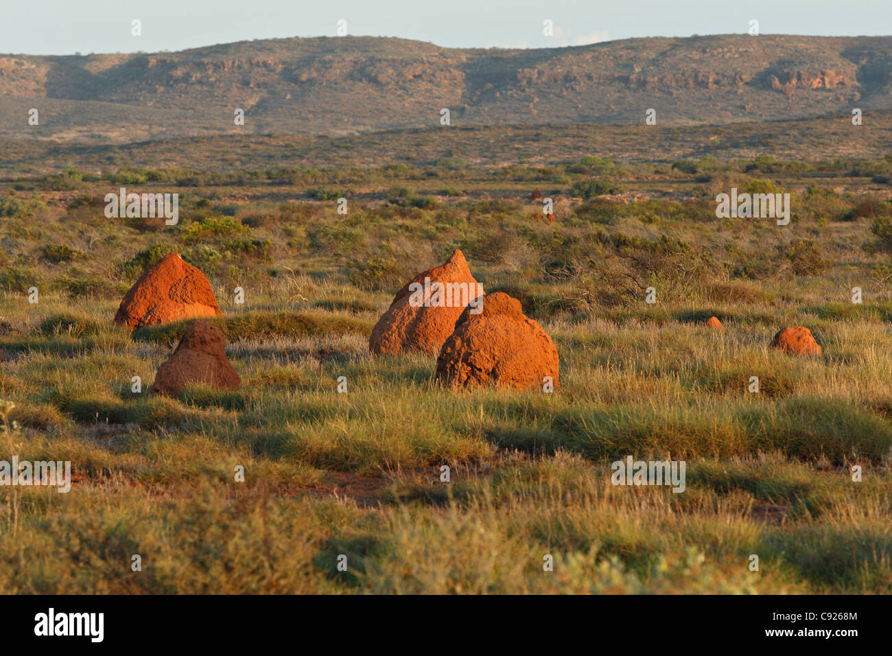 Rojo de las termitas en el Australian Outback paisaje, Exmouth Australia Occidental Foto de stock