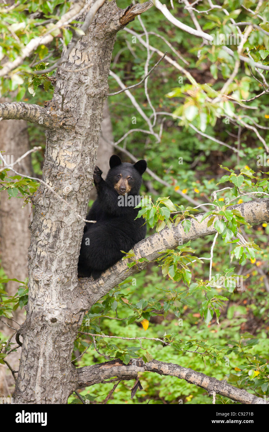 Sub adulto oso negro se asienta en un árbol cerca de la carretera de Seward, Southcentral Alaska, Verano Foto de stock