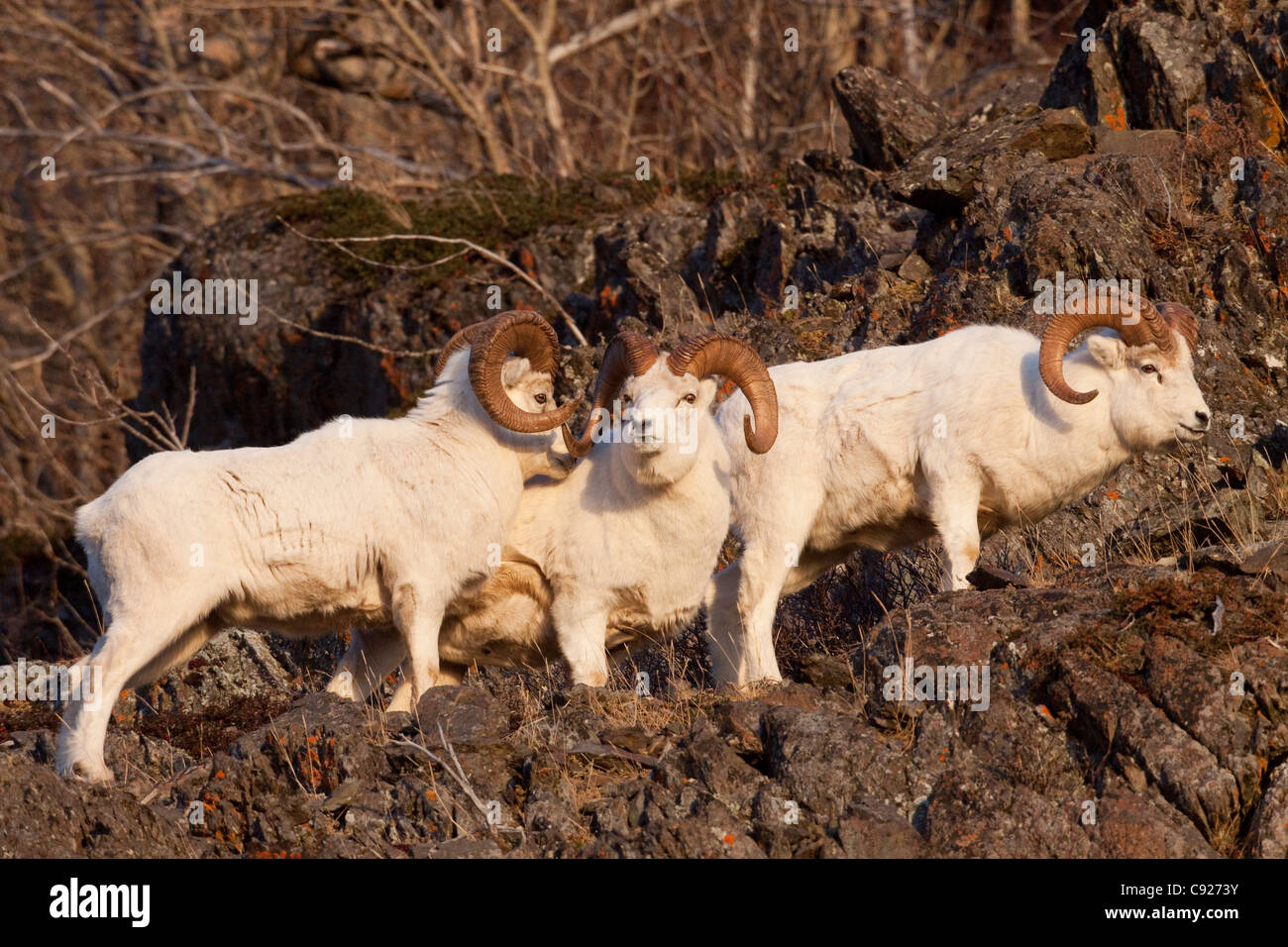 Tres ovejas Dall carneros de pie sobre una cornisa y golpearse cuernos en una pantalla de posición dominante durante el badén, montañas Chugach, Alaska Foto de stock