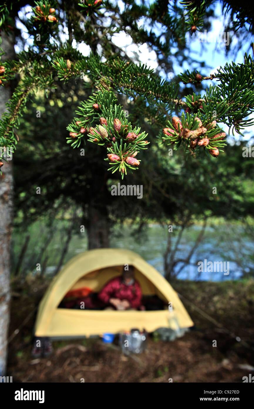 Backpacker campamentos bajo un Picea Blanca en el lago Crescent durante un viaje mochilero en el Bosque Nacional de Chugach, Alaska Foto de stock