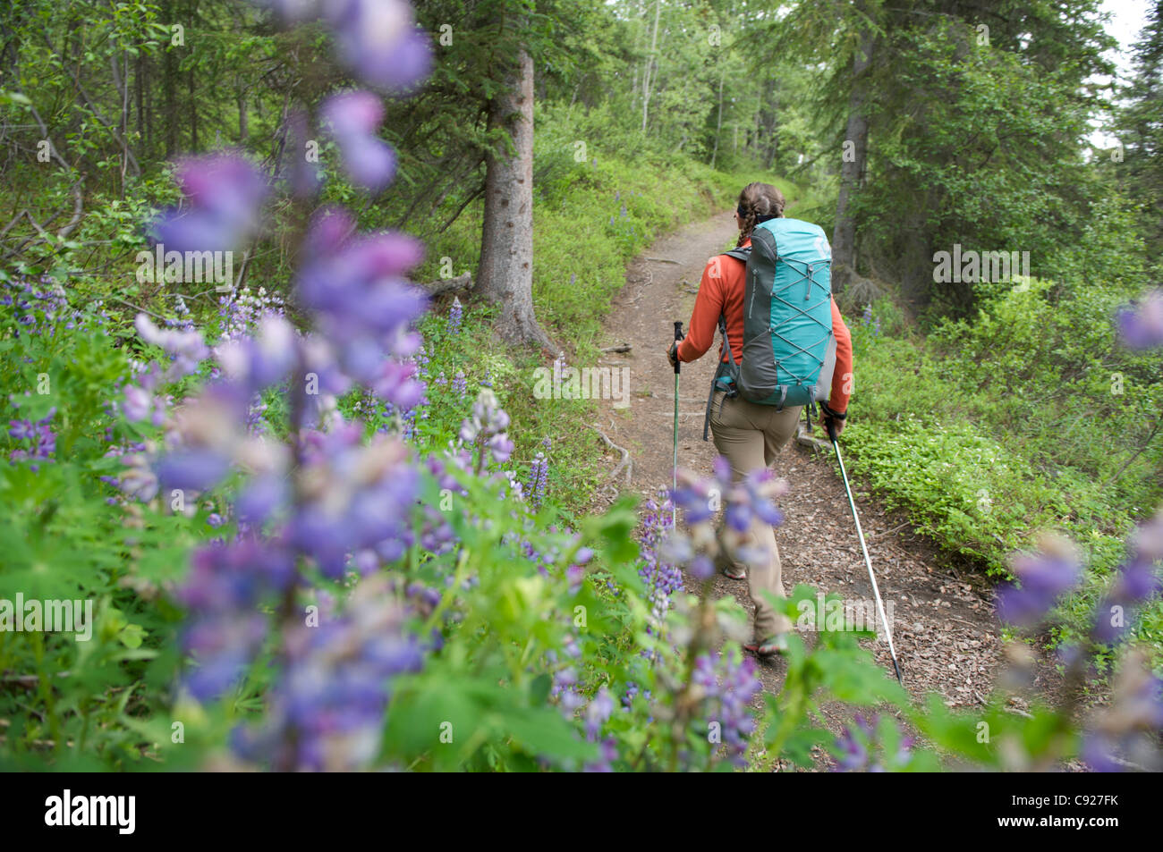 Mujer caminatas a través de Nootka lupine durante un viaje mochilero de resurrección pasa Trail en el Bosque Nacional de Chugach, Alaska Foto de stock