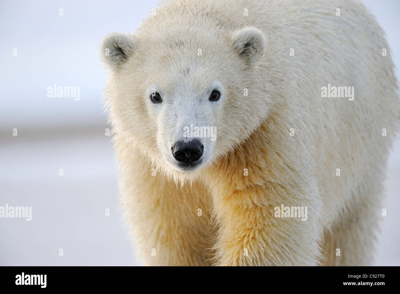 Retrato de un sub adultos cerca Kaktovik oso polar en el borde norte de ANWR, Arctic Alaska Foto de stock