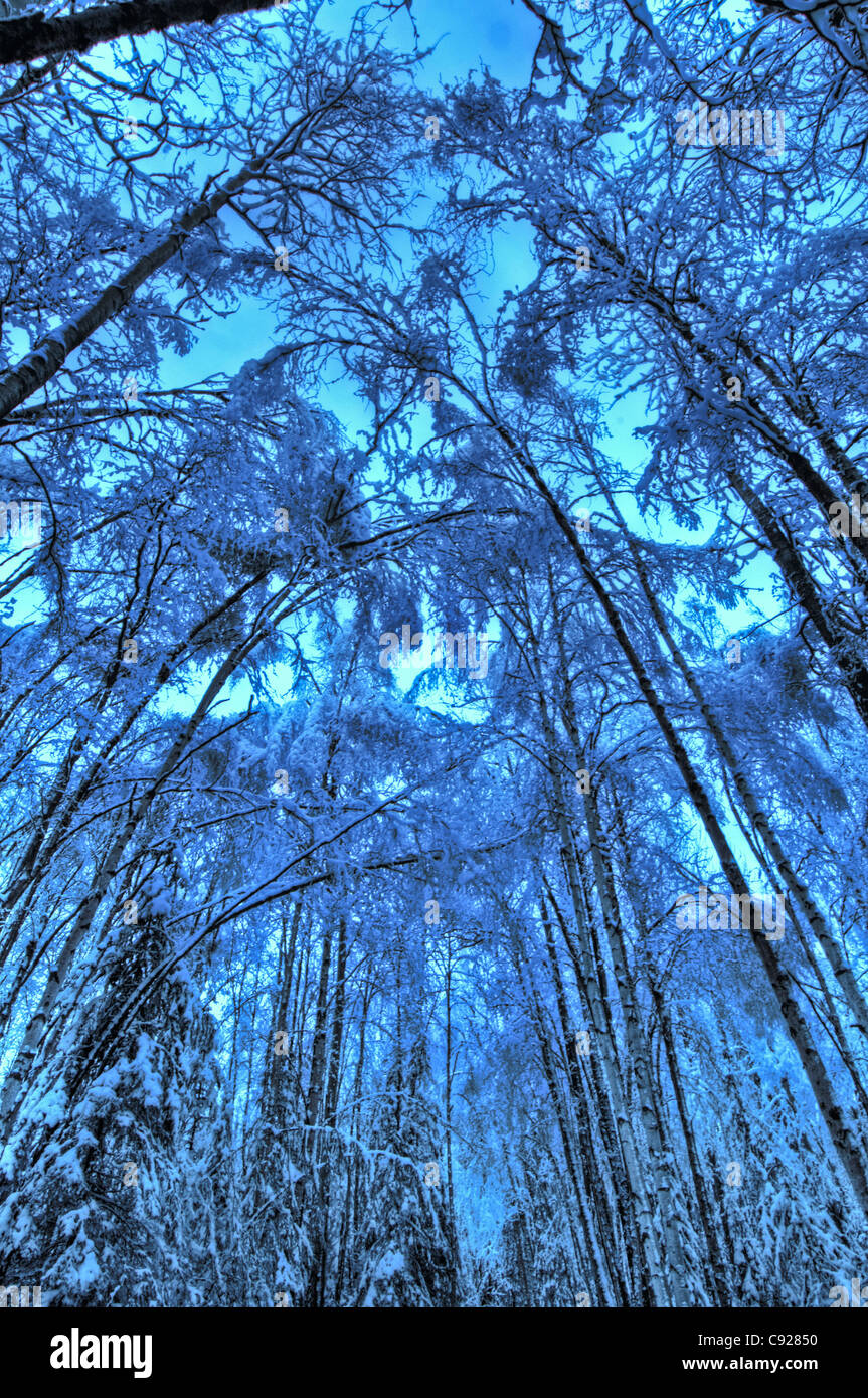 Dosel de abedul cubierto de nieve y árboles de Aspen en Kincaid Park, Anchorage, Alaska, Southcentral Invierno. Imagen HDR. Foto de stock