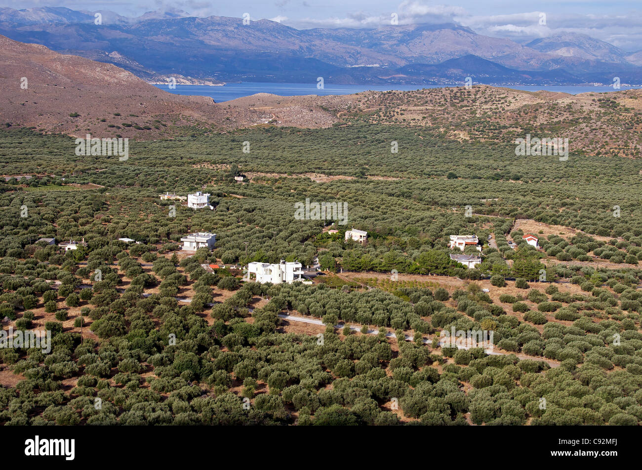 Olivares noreste de Creta Grecia Foto de stock