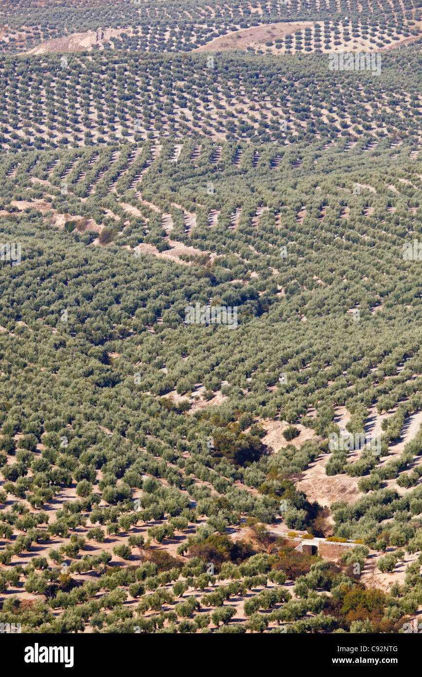 Los olivares cerca de Mancha Real, provincia de Jaén, España. Foto de stock