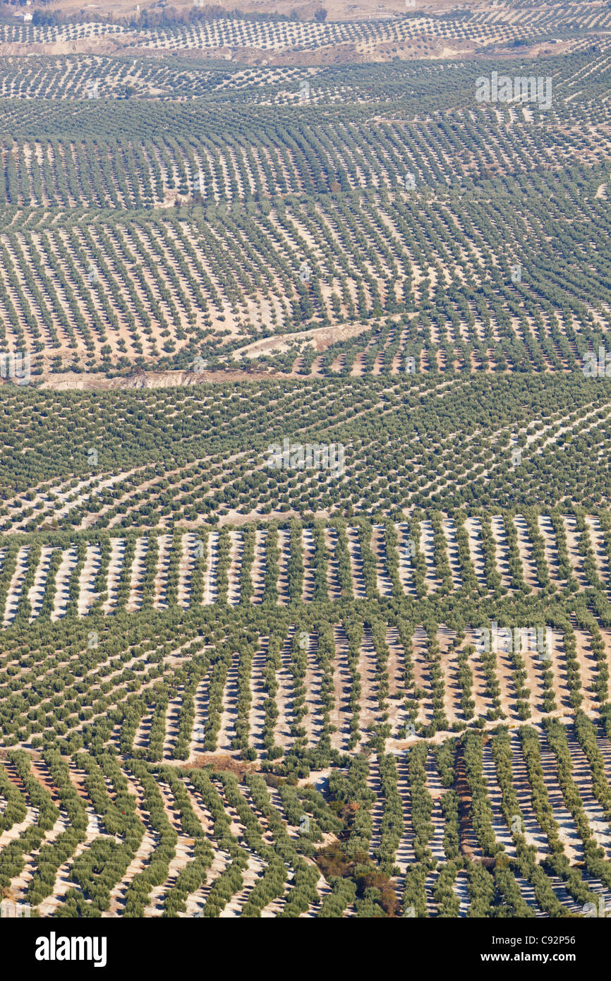 Los olivares cerca de Mancha Real, provincia de Jaén, España. Foto de stock