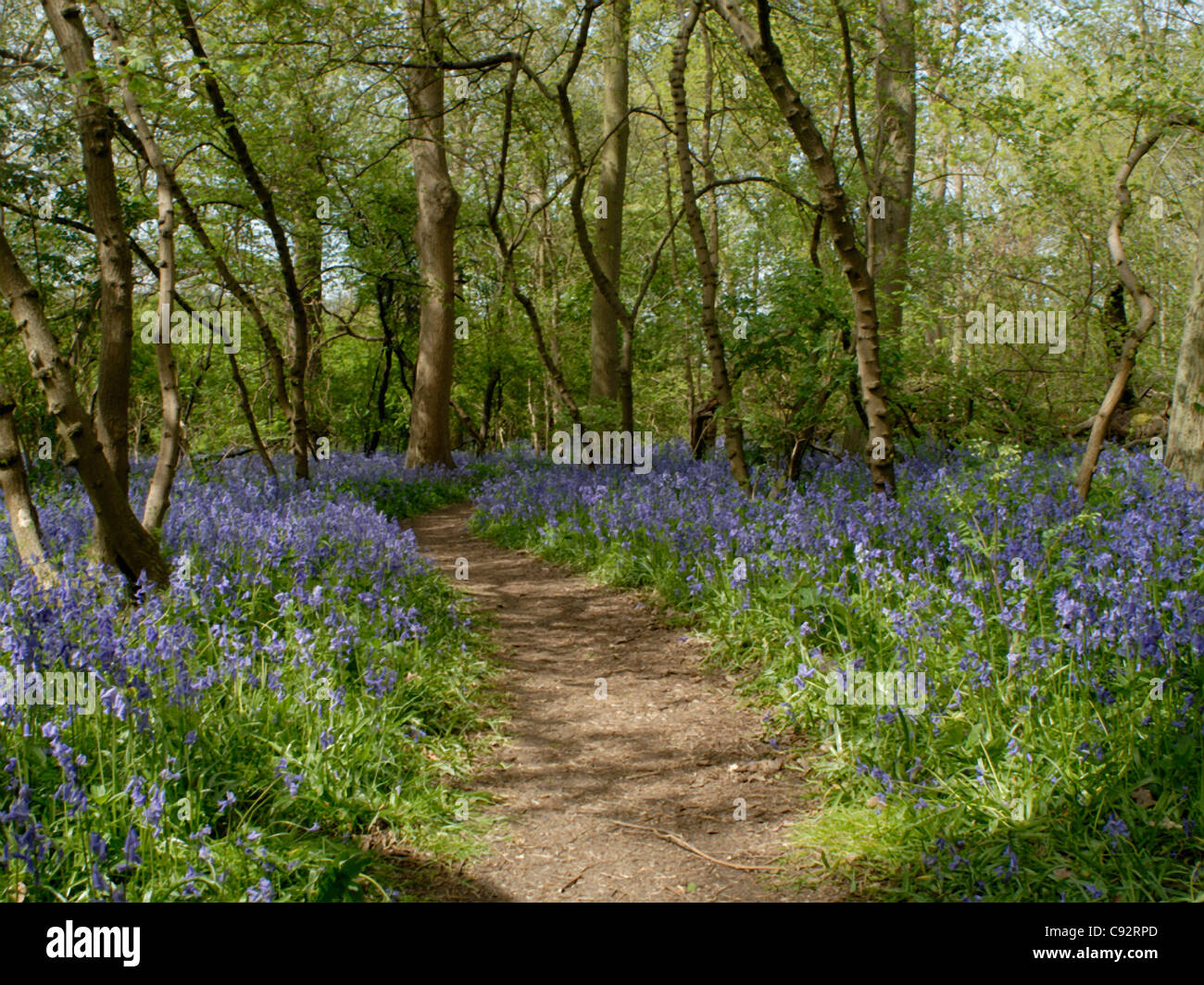 Bluebell ( Hyacinthoides non scripta ) a comienzos del verano en una