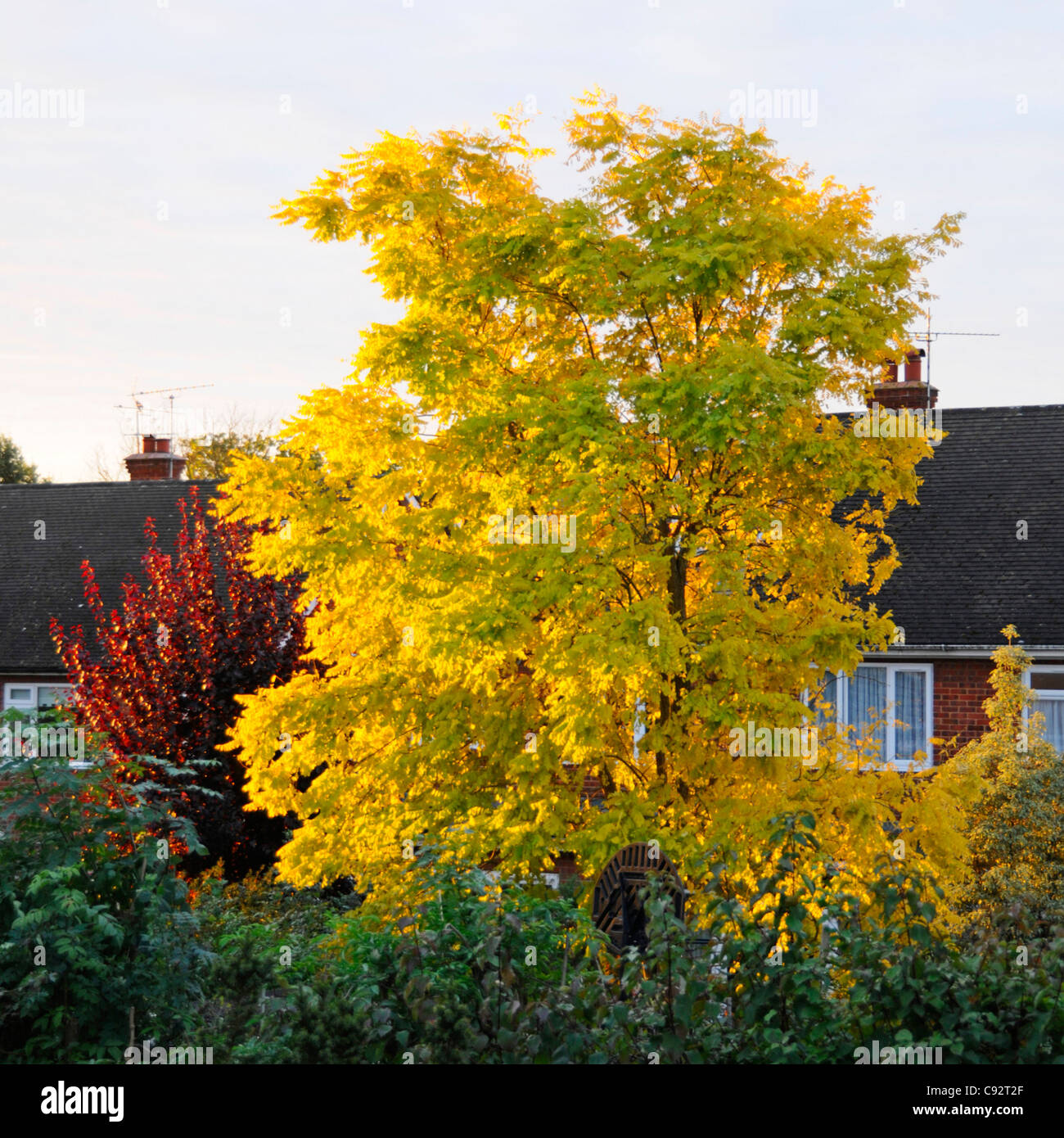 Robinia pseudoacacia amarillo dorado Frisia cultivar Plantado como árbol caducifolio ornamental en el jardín trasero, temprano en la mañana el sol Essex, Inglaterra Foto de stock