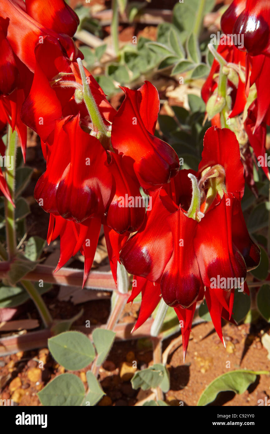 Sturt Swainsona guisante ( formosa ), Halls Creek, la región de Kimberley, en Australia Occidental, Australia Foto de stock