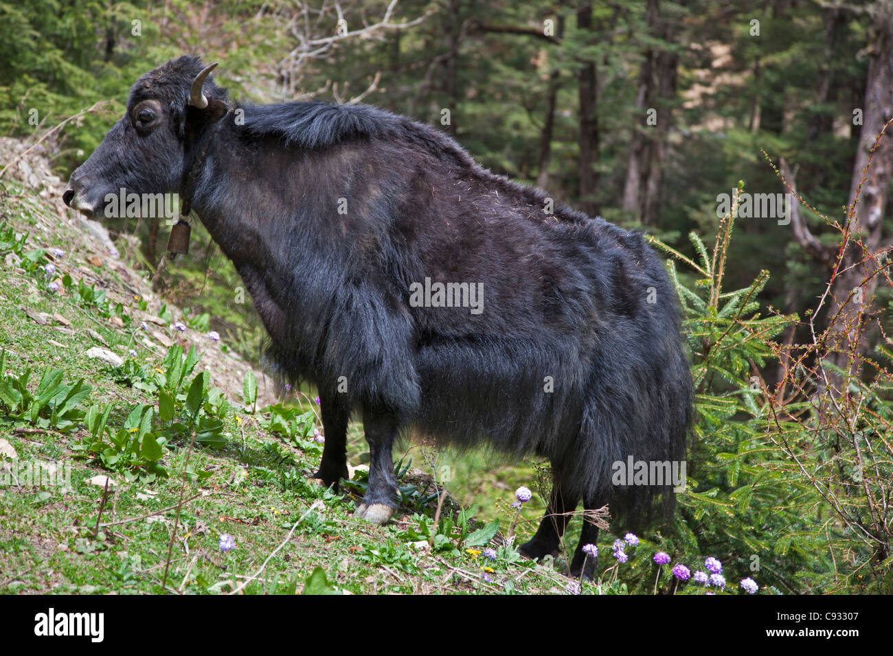 Un yak pastan cerca del alto Cheli la pasada. Foto de stock