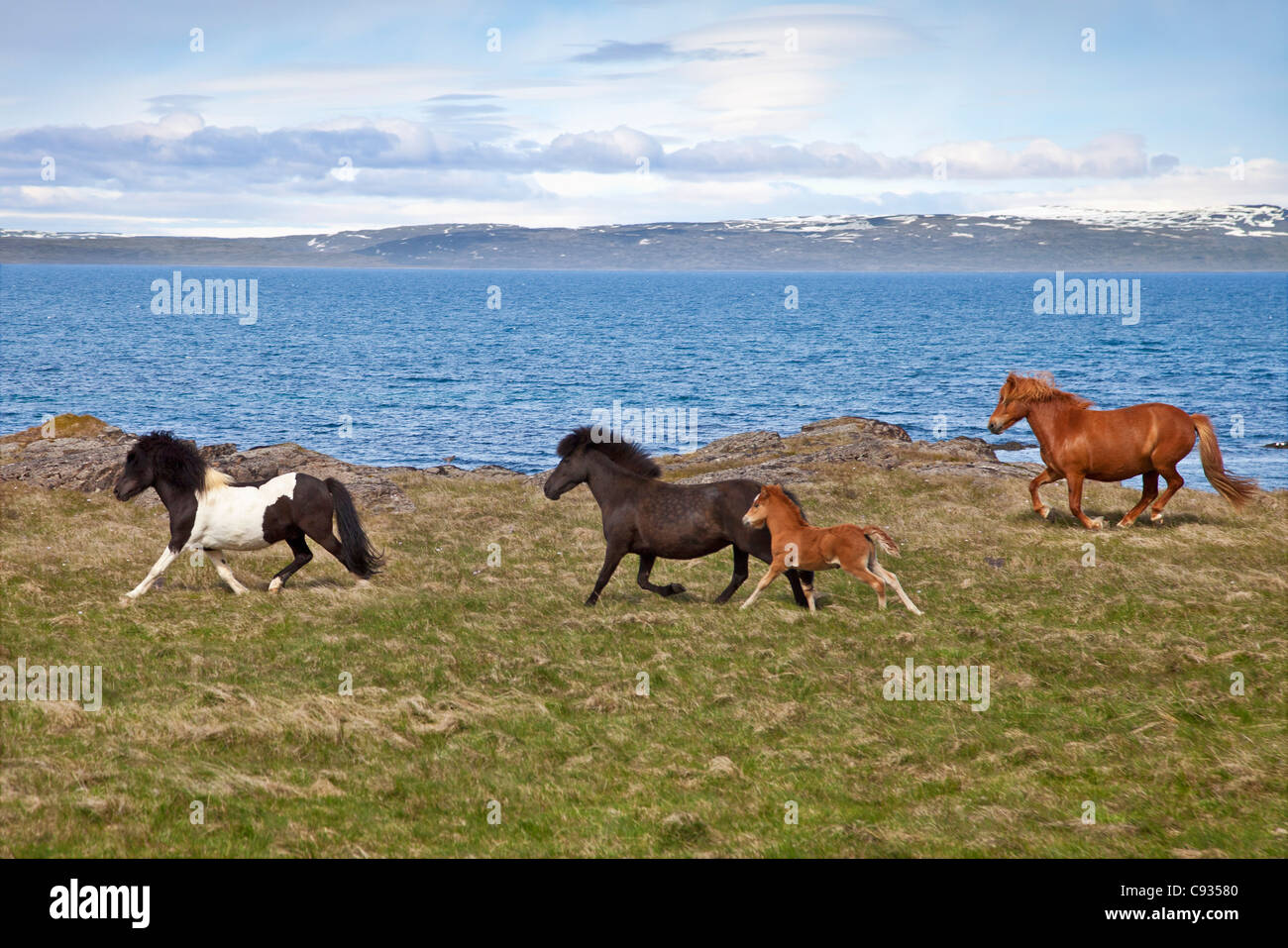 Caballos islandeses funcionar libremente a lo largo de la costa de Vatnsnes Peninusla. Foto de stock