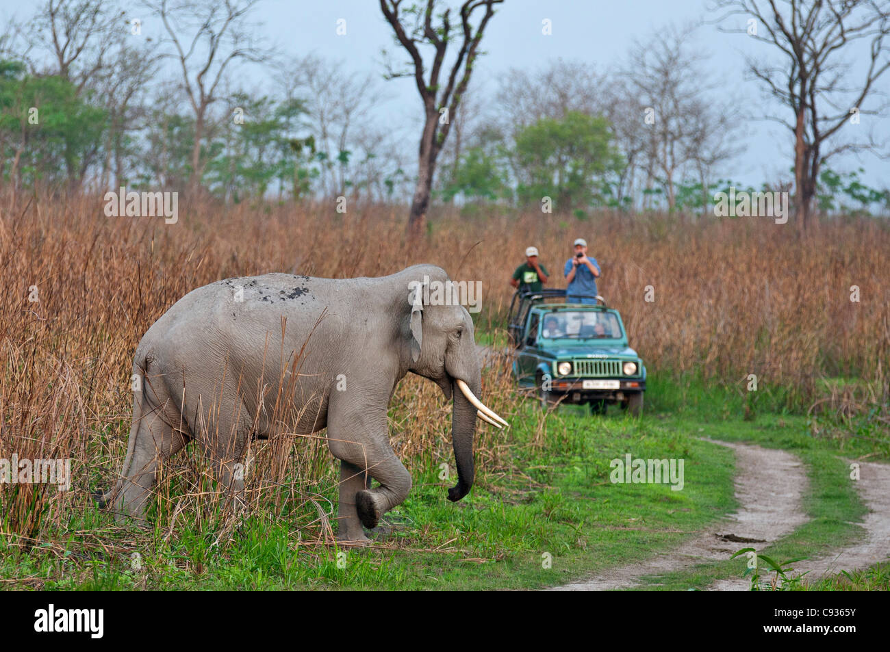 Un elefante indio cruza una pista delante de los turistas en el Parque Nacional Kaziranga. Foto de stock