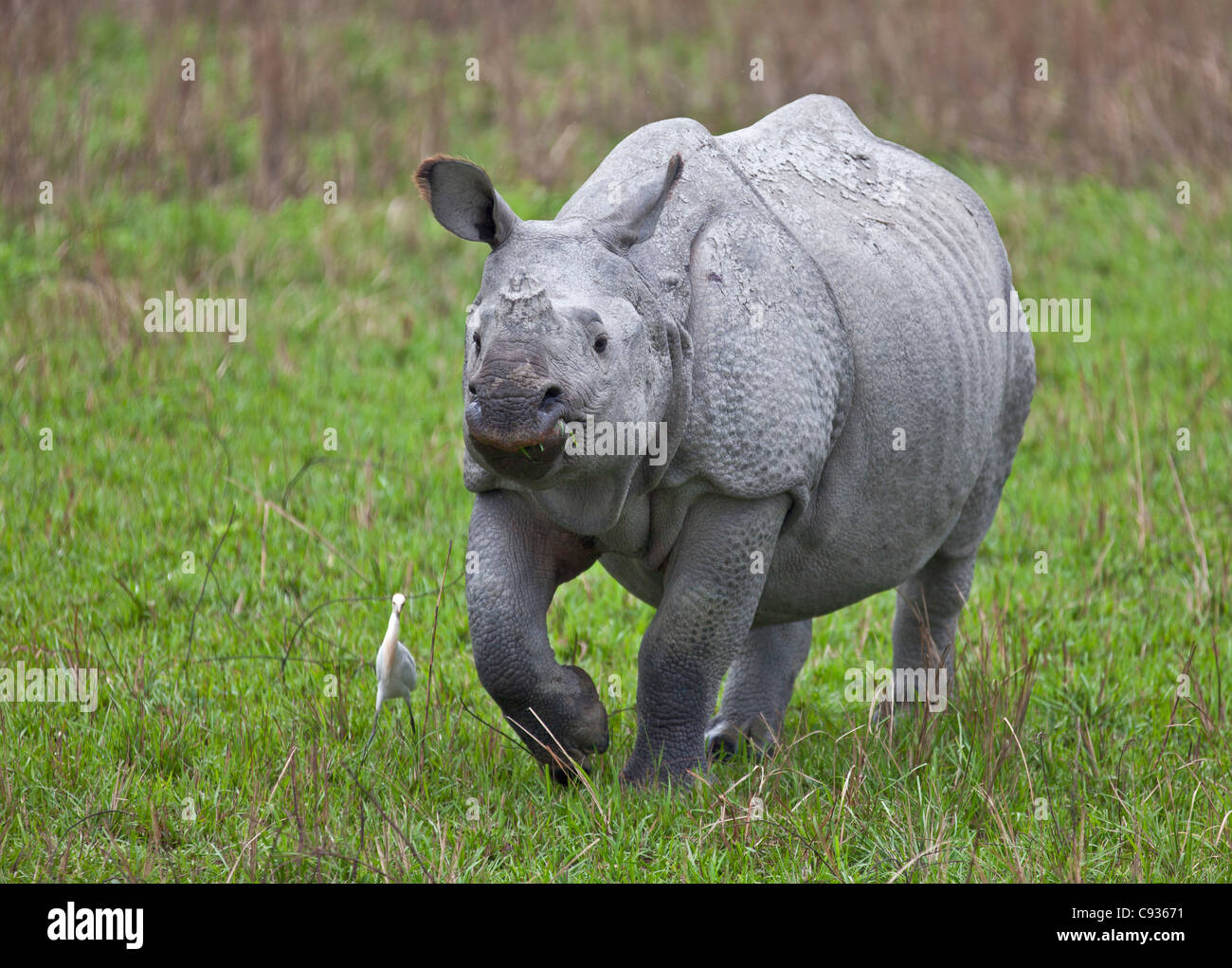 Un gran rinoceronte indio indio en el Parque Nacional Kaziranga. Foto de stock