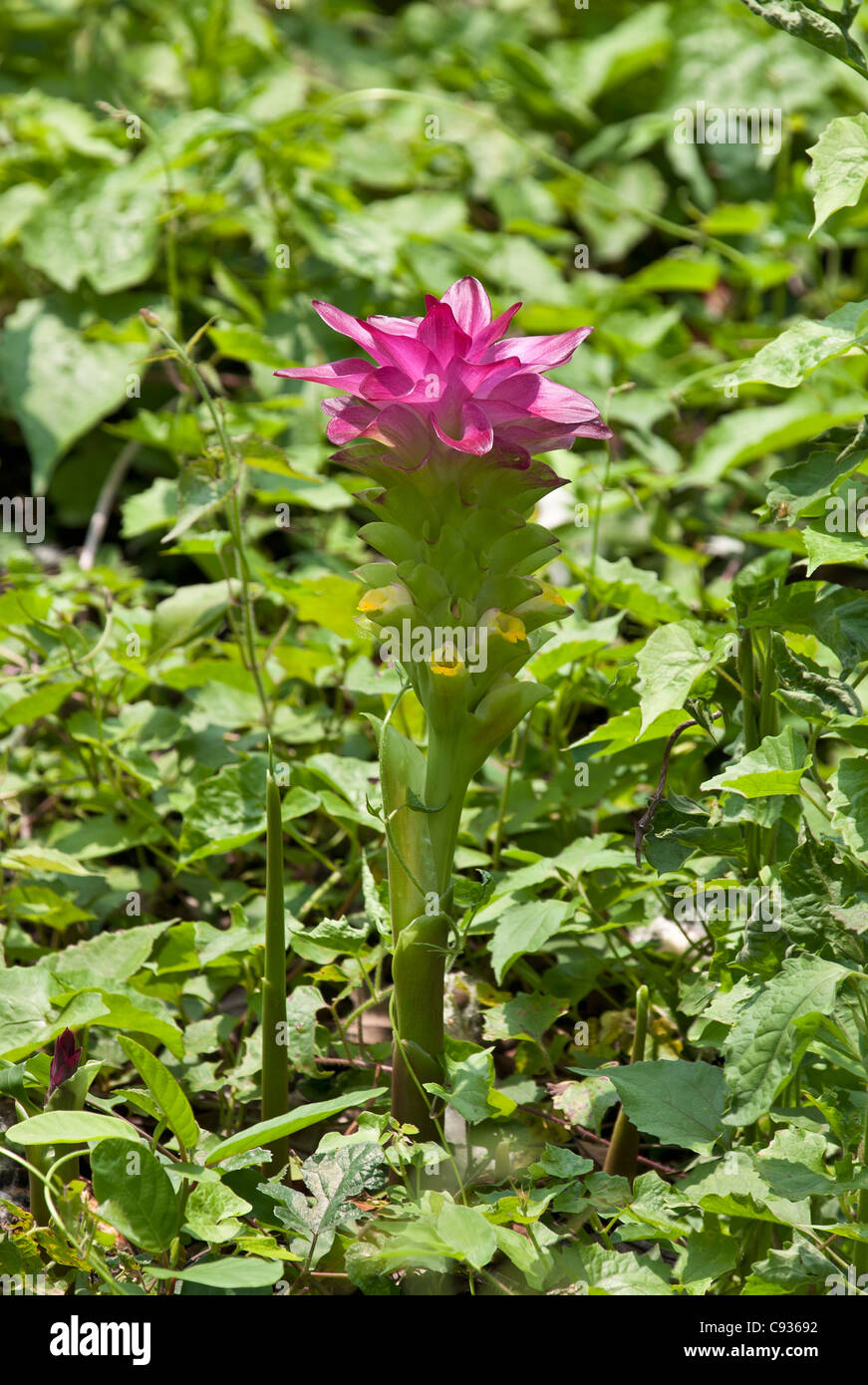 Cucurma aromatica, un miembro de la familia de jengibre, tiene flores blancas con amarillo en los labios y en la parte superior rosa brácteas. Foto de stock
