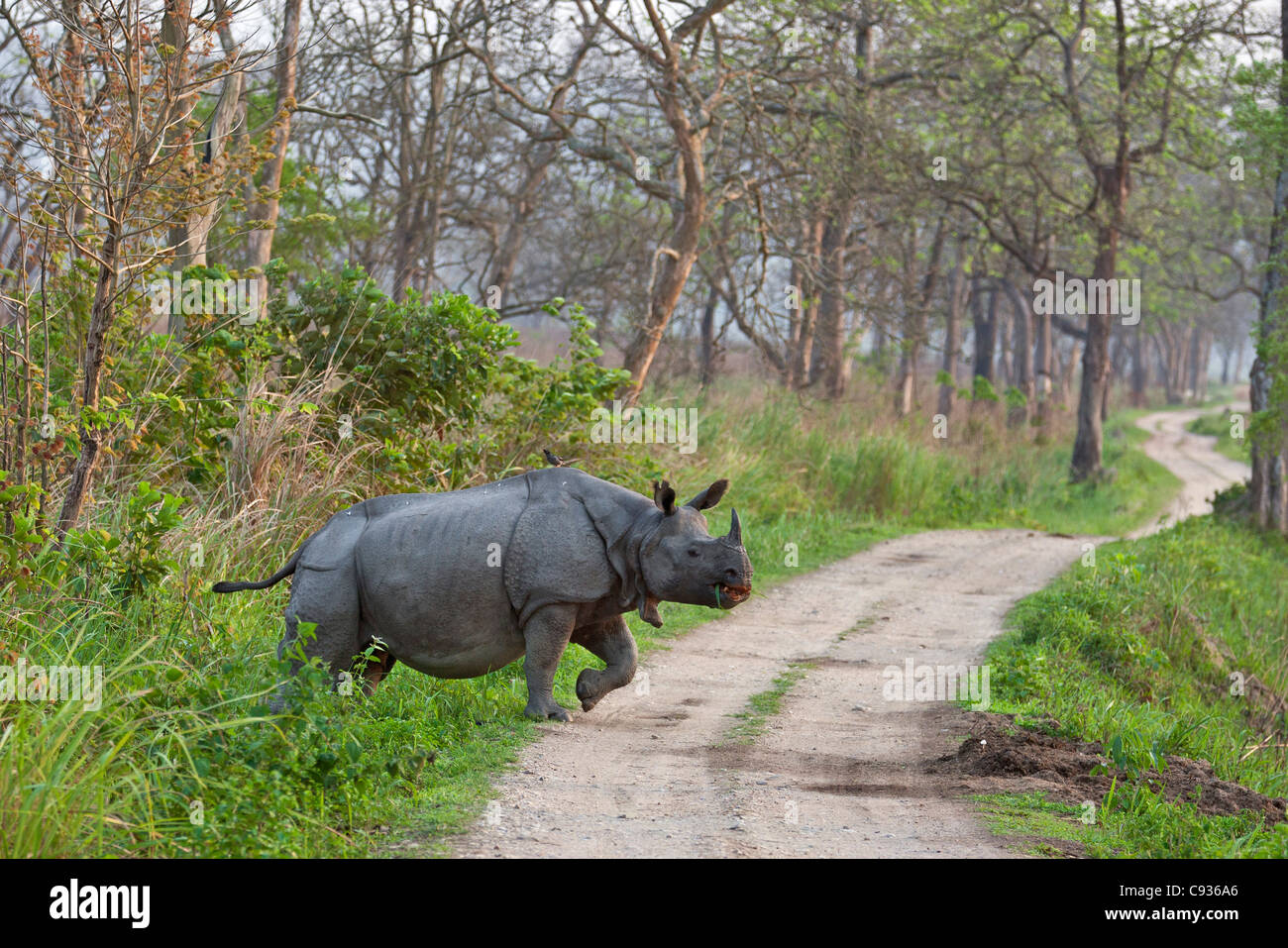 Un gran rinoceronte indio indio cruza una pista en el Parque Nacional Kaziranga. Foto de stock
