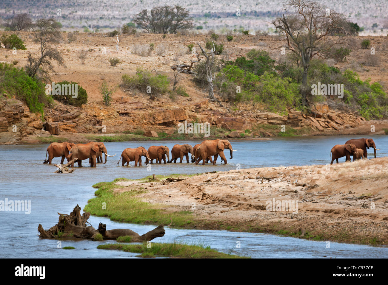 Una manada de elefantes cruza el río Galana en el Parque Nacional de Tsavo East. Foto de stock