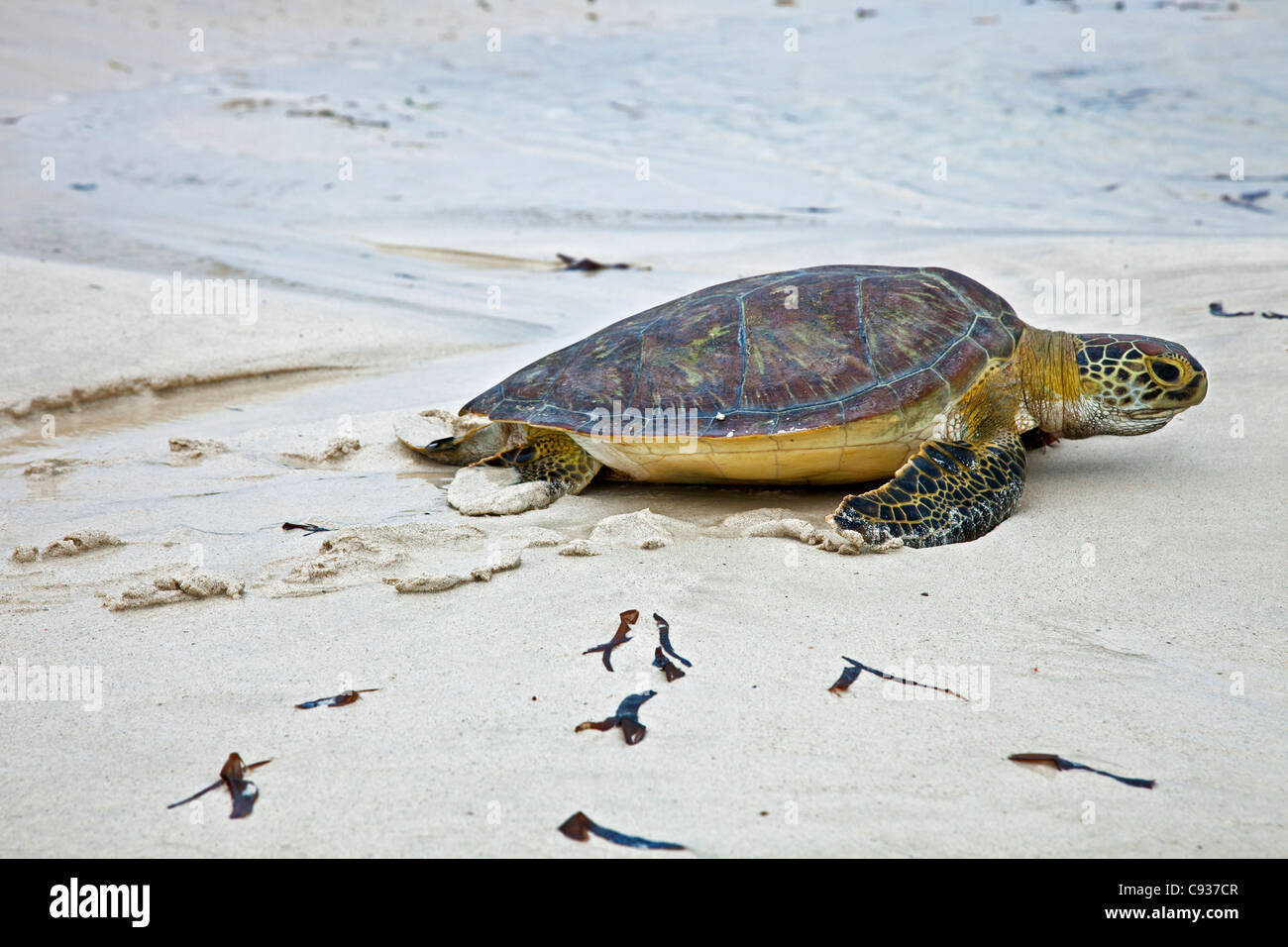 Una tortuga de mar verde cruzando la playa Watamu. Foto de stock