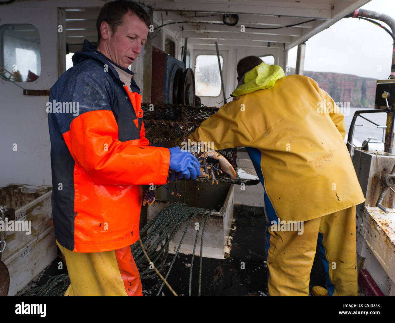 dh Pescadores Checking langosta PESCA ORKNEY Creel a bordo del barco de pesca scotland fresco hombre olla pescador langostas pescado Foto de stock