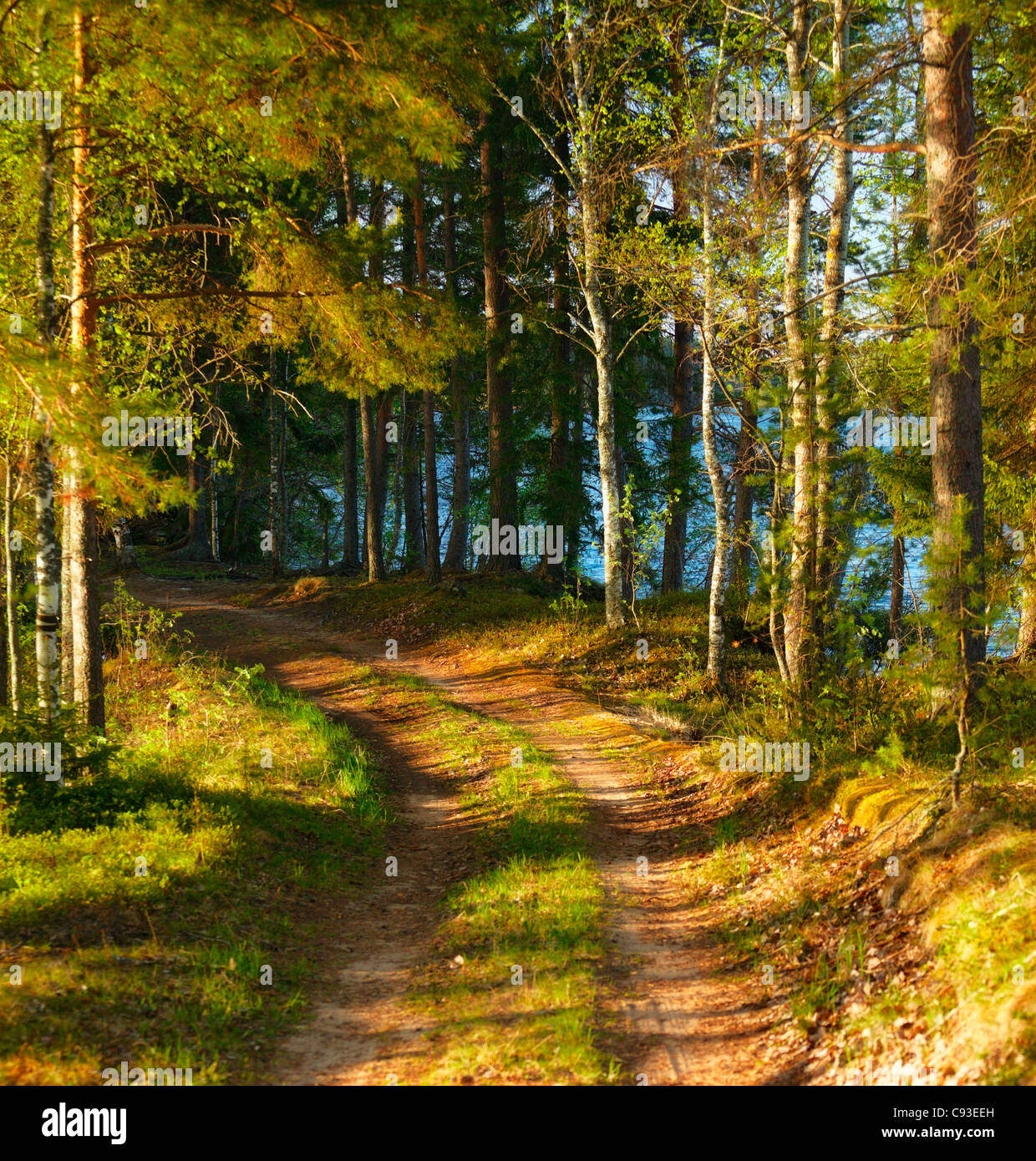 Camino en un bosque de pinos con rayos de sol por la mañana Foto de stock