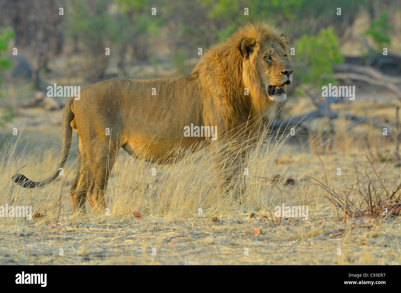 Zimbabwe es un país pequeño con una increíble variedad de paisajes y animales. Foto de stock