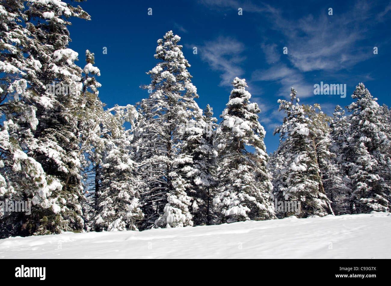 Árboles de hoja perenne de la escena de invierno de nieve Foto de stock