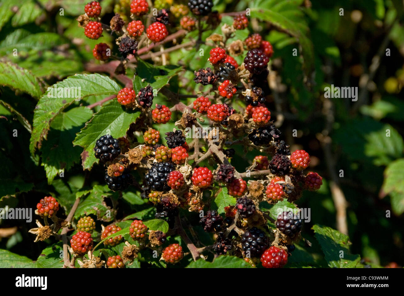 Primer plano de moras silvestres zarzas de mora rubus frutas frutas que crecen en hedgerow en verano Inglaterra Reino Unido Reino Unido GB Gran Bretaña Foto de stock