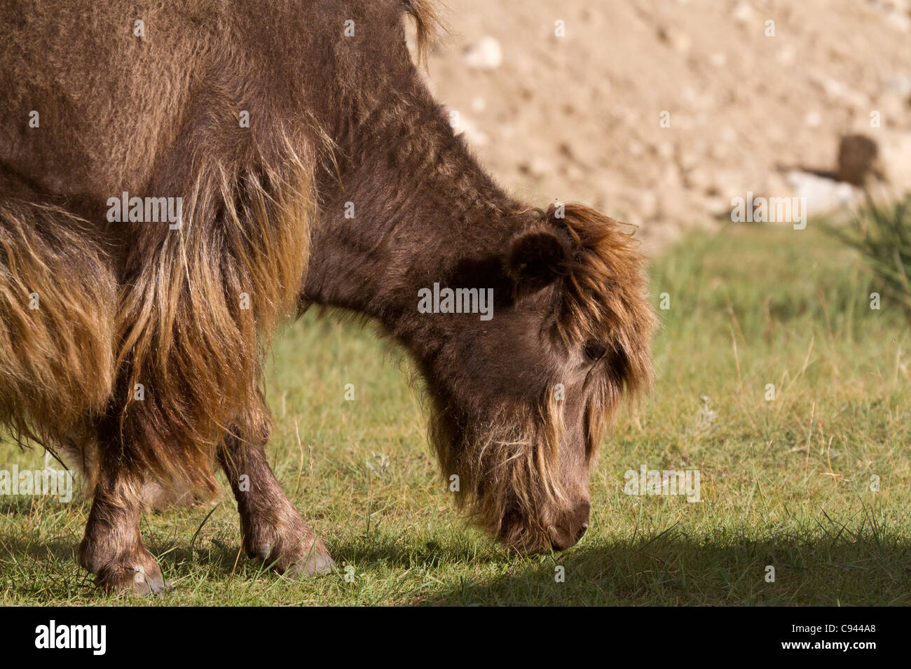 Yak en las estepas de Mongolia de pastoreo en pasto Foto de stock