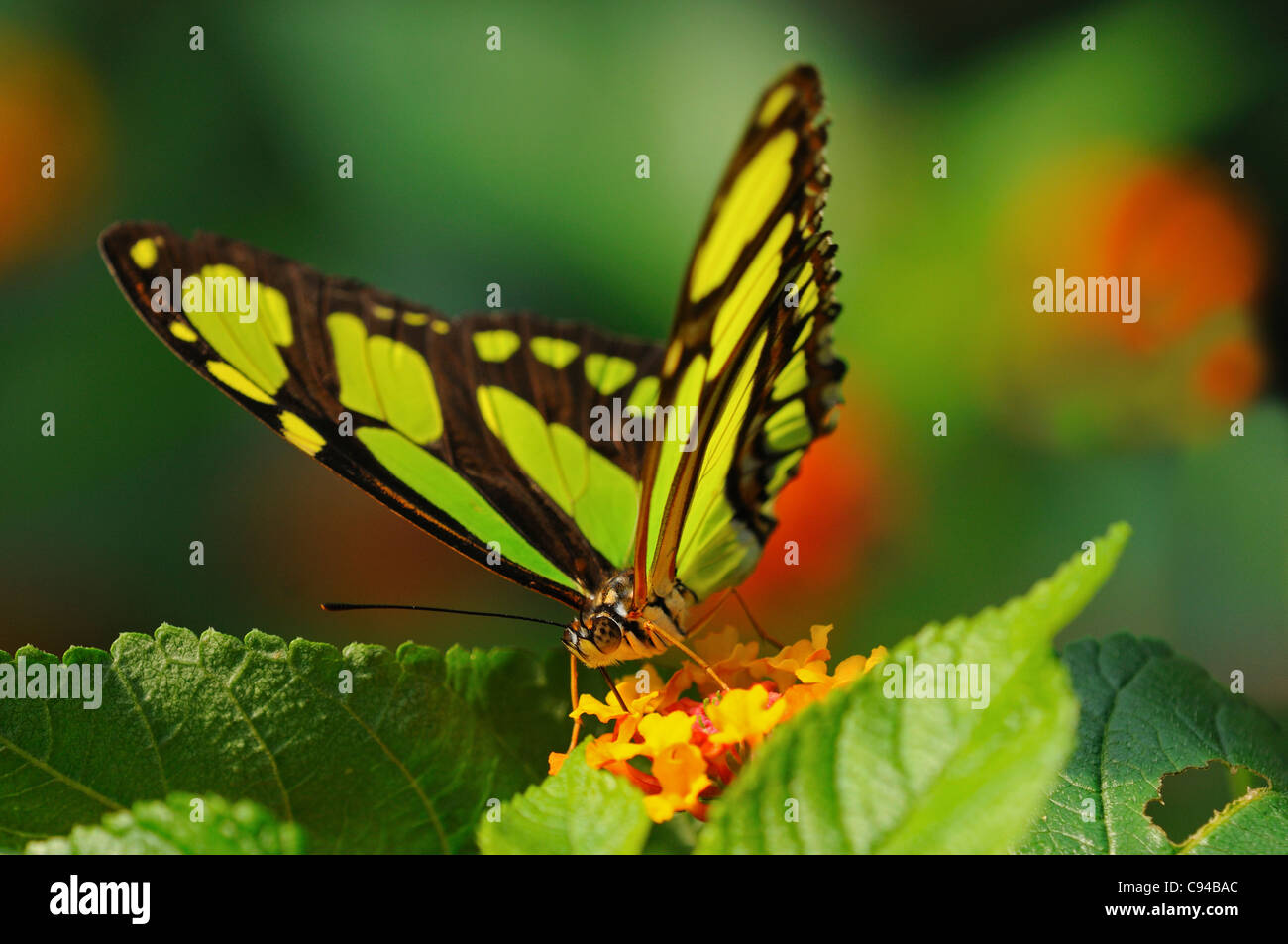 Mariposas tropicales, Siproeta stelenes malaquita, Sudamérica Foto de stock