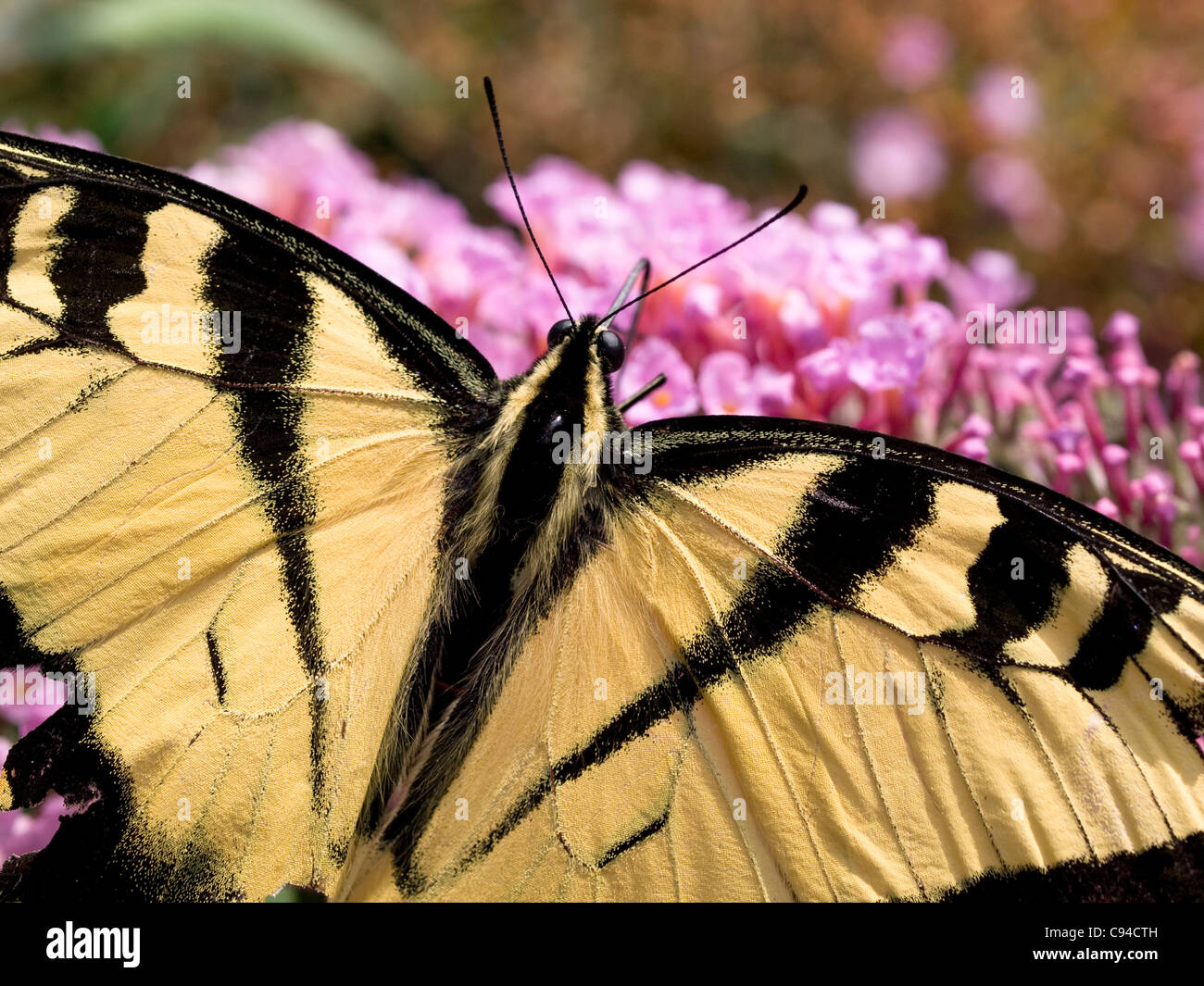 Papilio glaucus alimentándose de Bush de mariposas (Buddleia davidii) Foto de stock