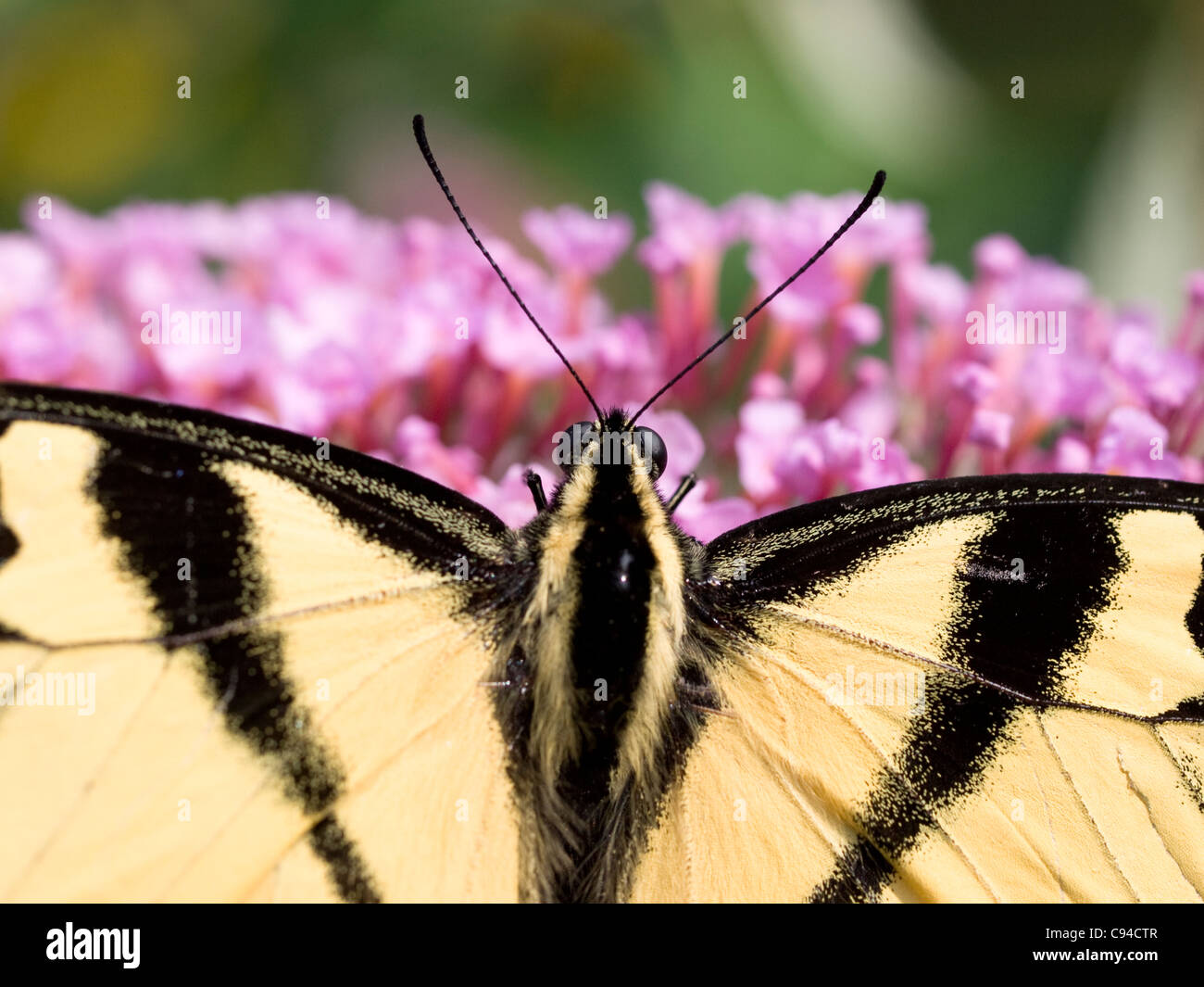 Papilio glaucus alimentándose de Bush de mariposas (Buddleia davidii) Foto de stock