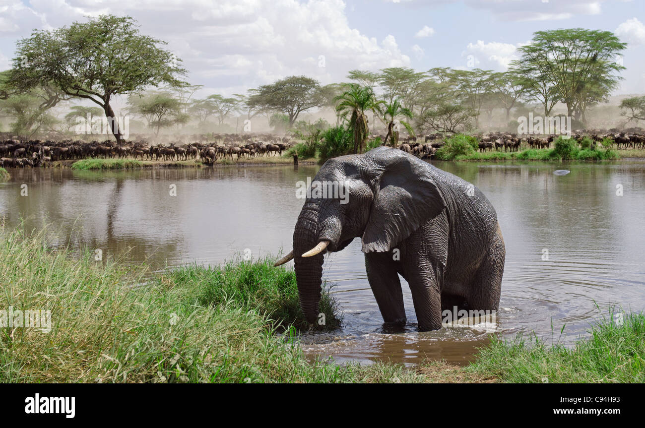 En el río de elefantes en el parque nacional Serengeti, Tanzania, África Foto de stock