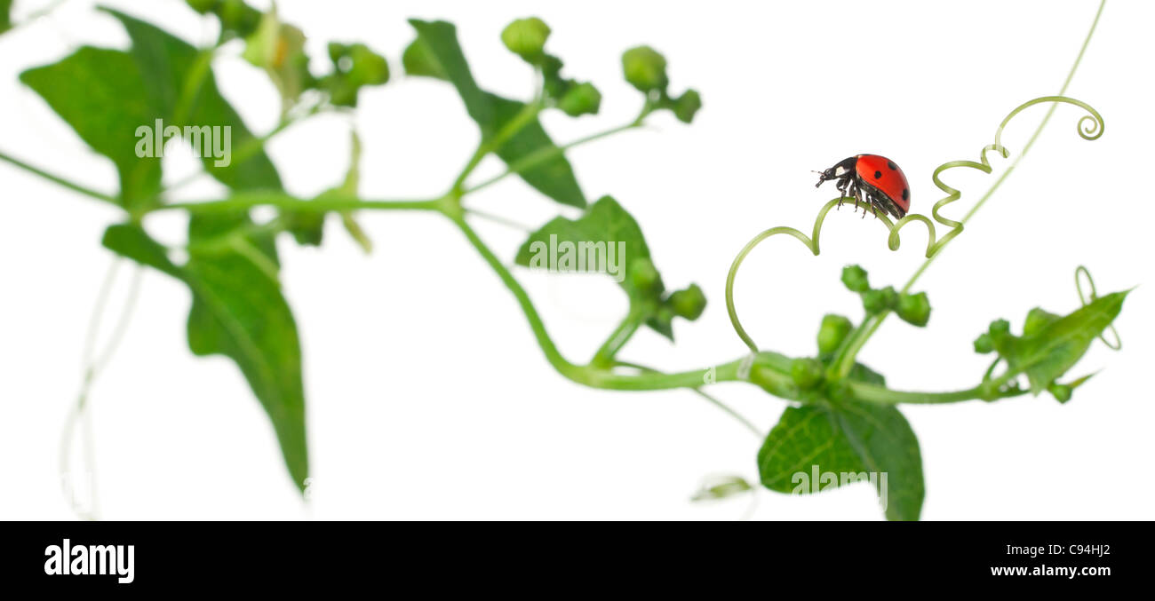 7-spot mariquita o siete-spot ladybug en mayor Bindweed, Coccinella septempunctata, delante de un fondo blanco Foto de stock