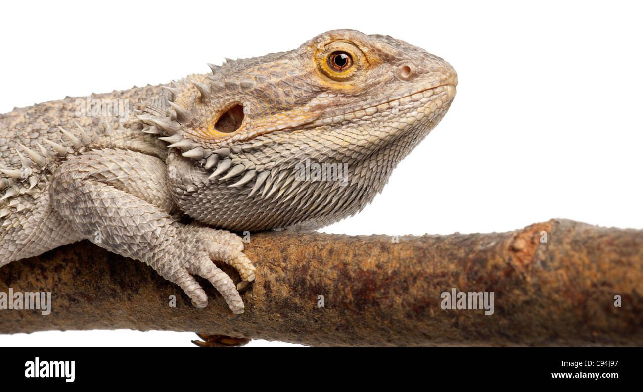Close-up de Pogona acostado sobre una rama delante de un fondo blanco Foto de stock