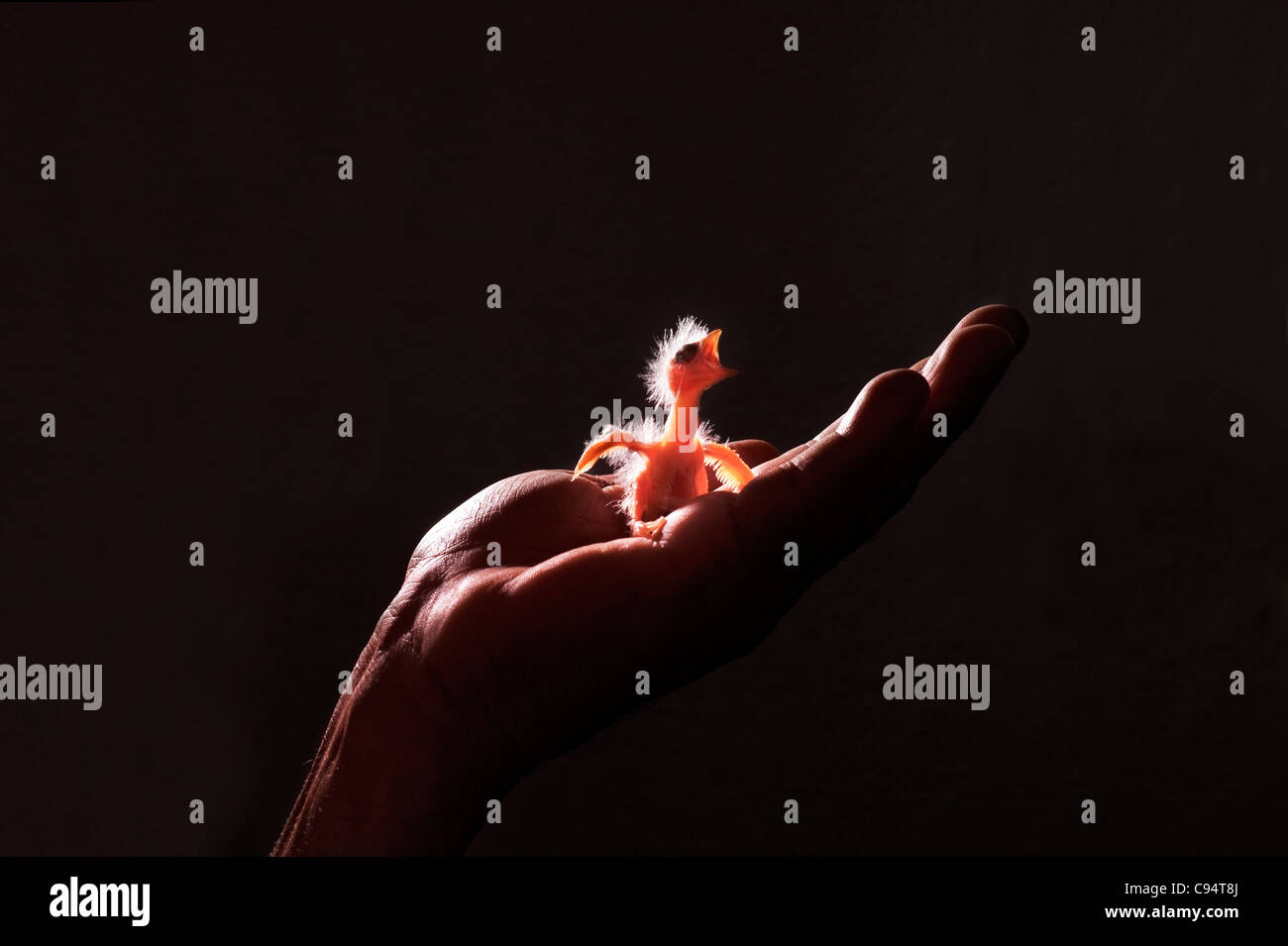 Una mano humana es la celebración de un bebé hambriento pájaro canario, Serinus canaria domestica Foto de stock