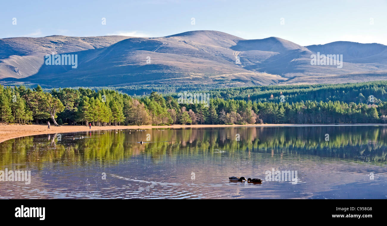Loch Morlich en los Cairngorms región de Escocia en un tranquilo y soleado día de otoño con la montaña Cairn Gorm center Foto de stock