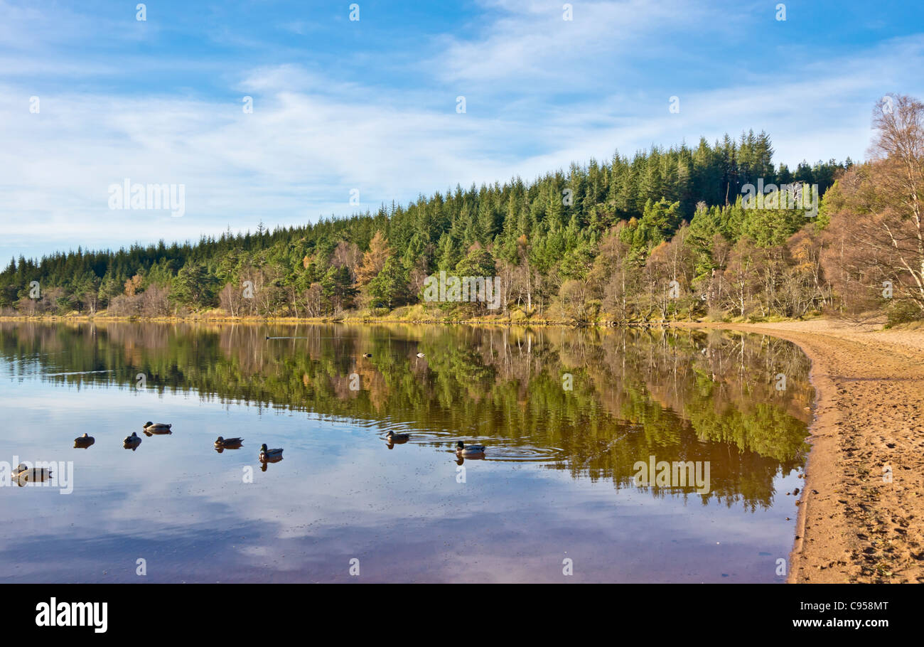 Loch Morlich en los Cairngorms región de Escocia en un tranquilo y soleado día de otoño Foto de stock