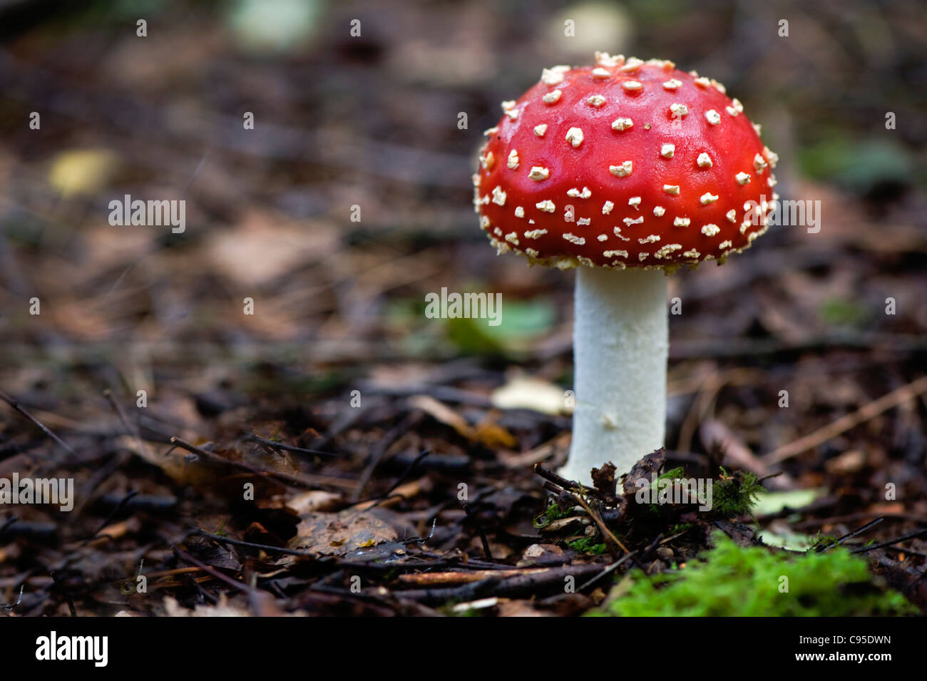 Amanita muscaria, comúnmente conocida como la del "reig bord" o volar Amanita Foto de stock