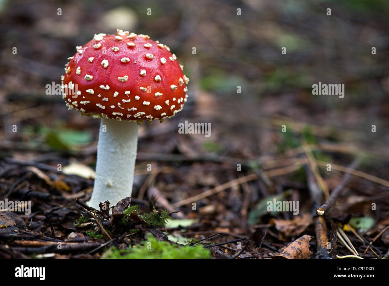 Amanita muscaria, comúnmente conocida como la del "reig bord" o volar Amanita Foto de stock