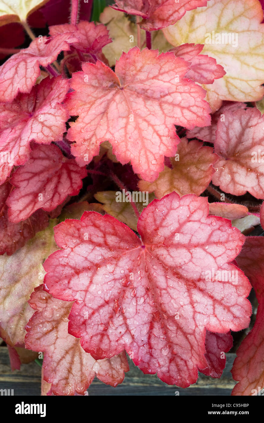 Heuchera 'Georgia Peach' follaje perenne planta inusual forma y color rojo anaranjado, prominentes vetas de huerto Foto de stock