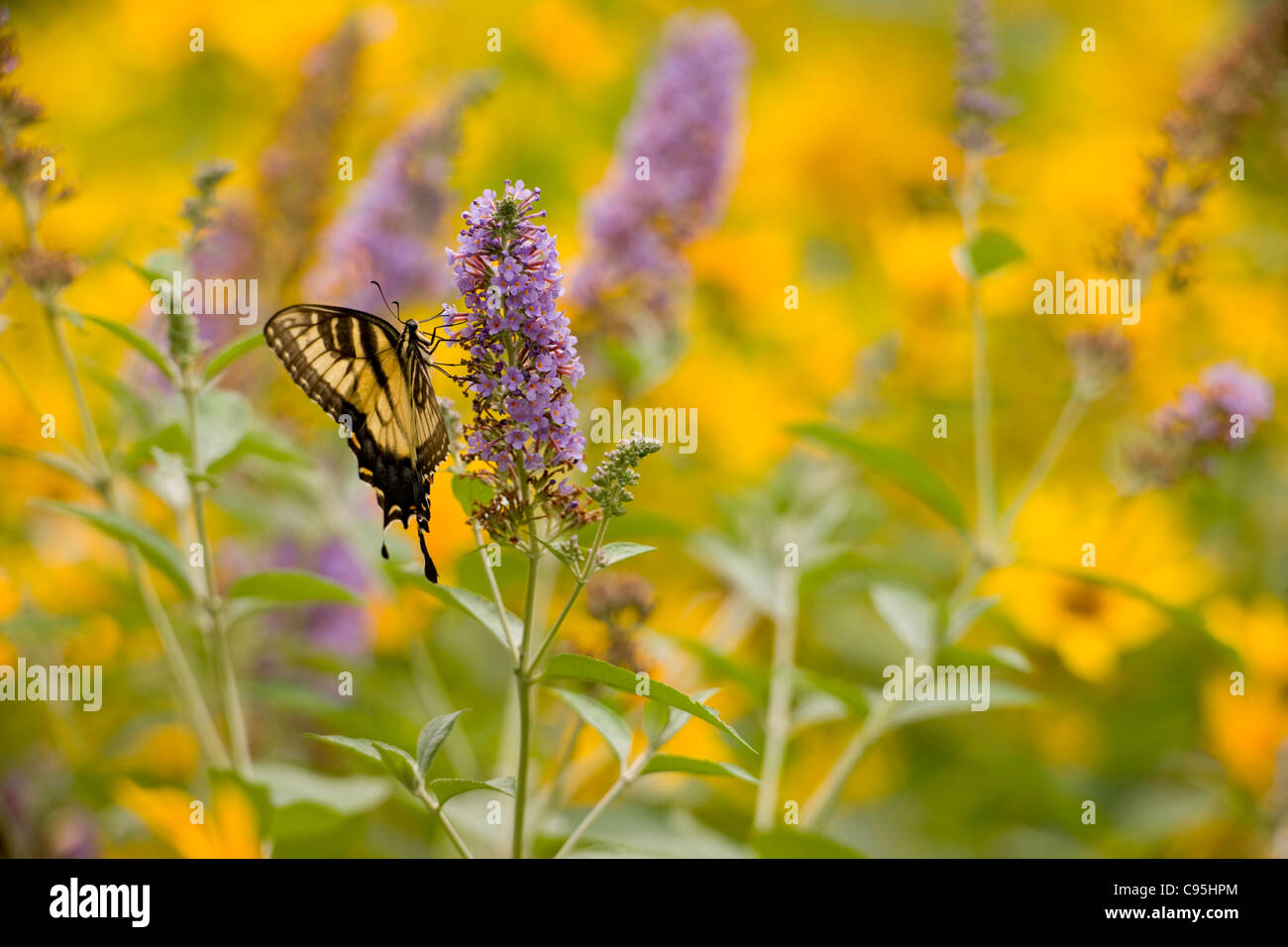 Papilio glaucus alimentándose de Bush de mariposas (Buddleia davidii) Foto de stock