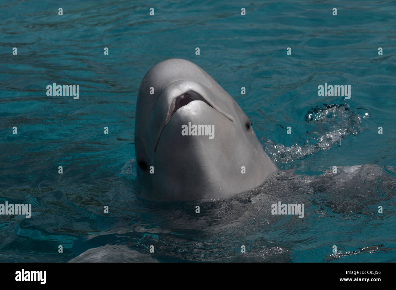 Beluga Bebe Cantando Una Cancion Fotografia De Stock Alamy