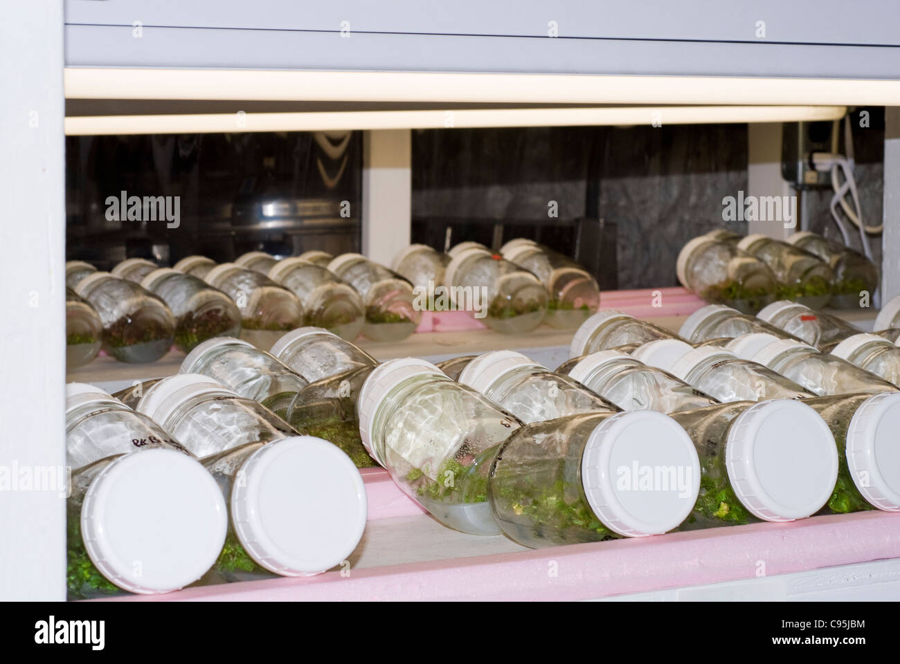 Matraces de laboratorio de propagación de plantas crecen en condiciones estériles aparato científico bajo luces clonación clones mericlone tubo de ensayo Foto de stock