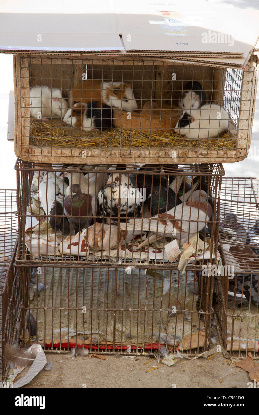 Animales en jaulas expuestos para la venta en el mercado de animales en  Santa Maria Mallorca España Fotografía de stock - Alamy