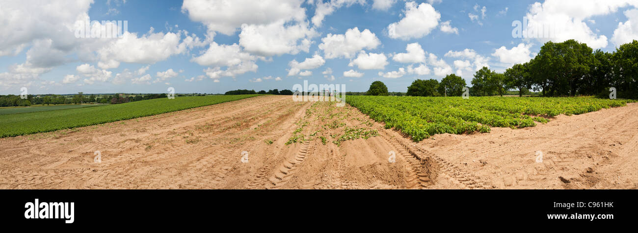 Una panorámica de dos tractores y equipos de cosecha patatas tempranas de un campo en el REINO UNIDO Foto de stock